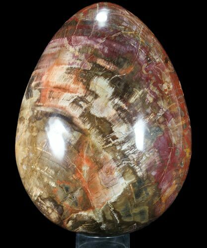 Giant Polished Petrified Wood Egg - Lbs #90431